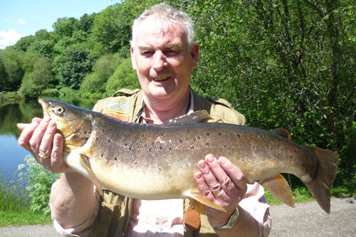 catch brown trout fishery tavistock